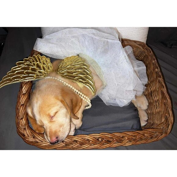 Lab Lounge Fetch Finds Follow Me Black White Sticker - Picture 8 of 9